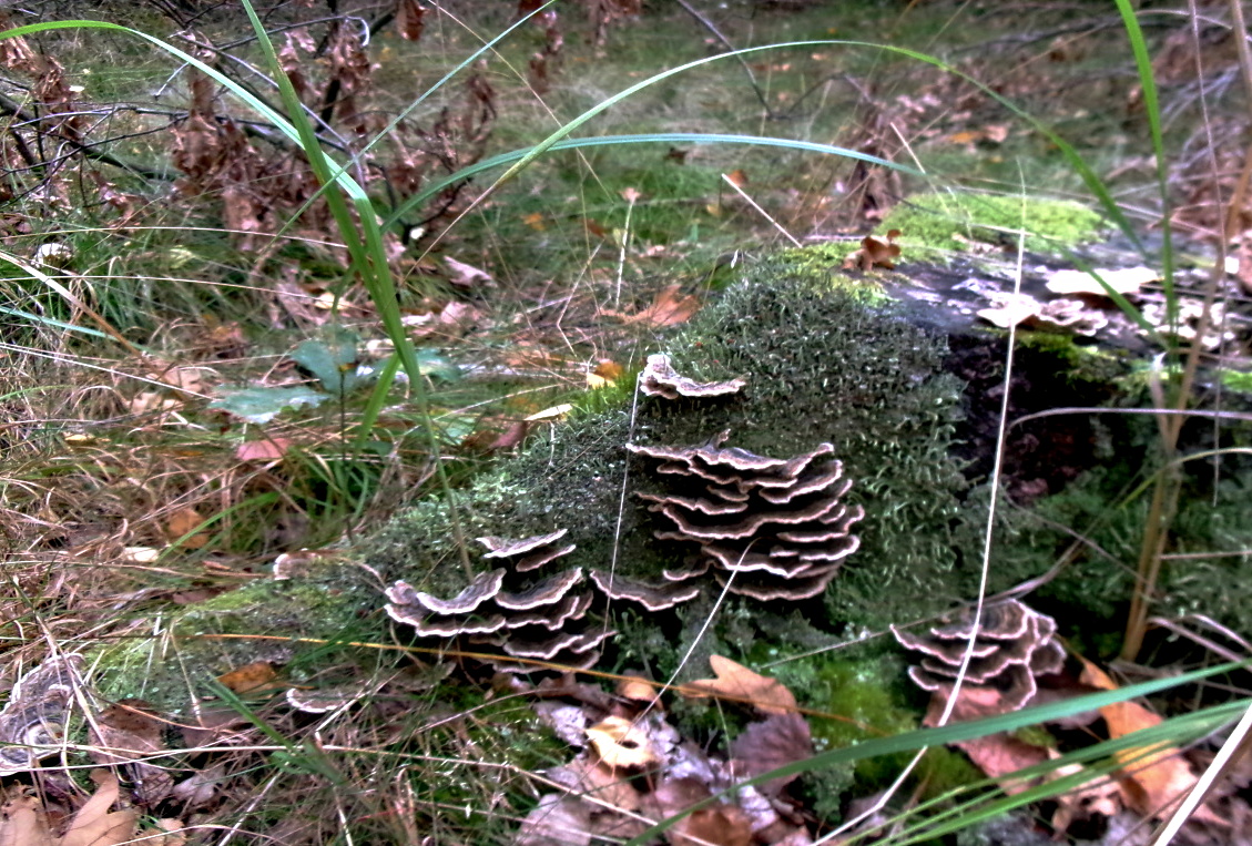 Letos poprvé na houbách