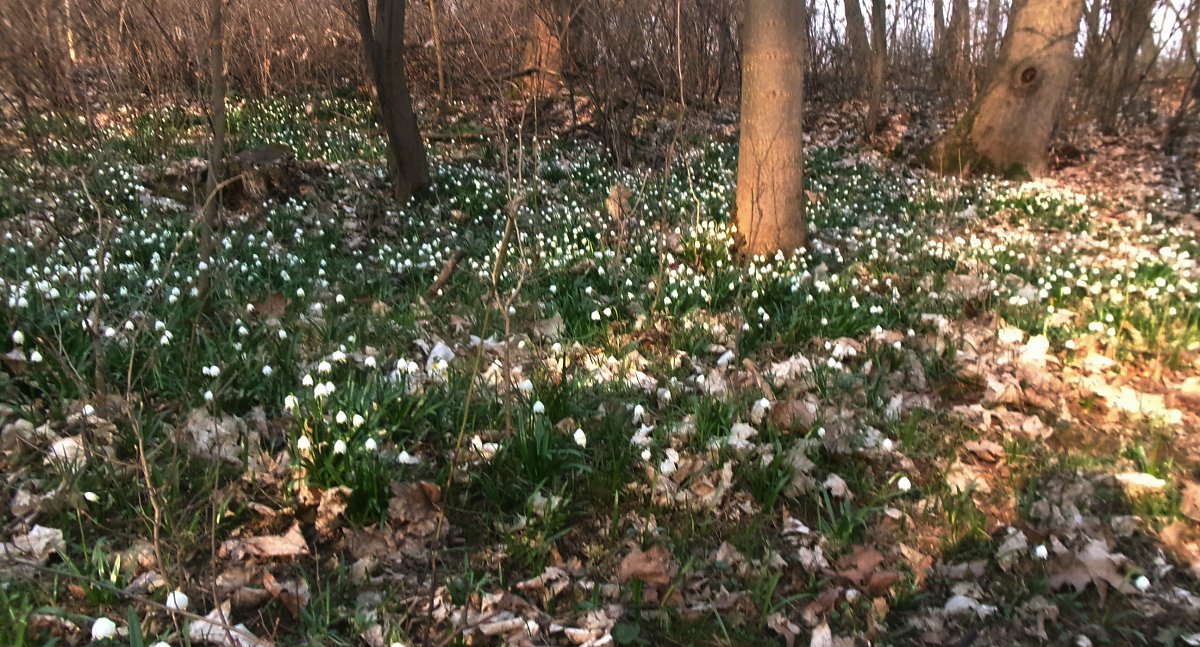 Když příroda zavolá.