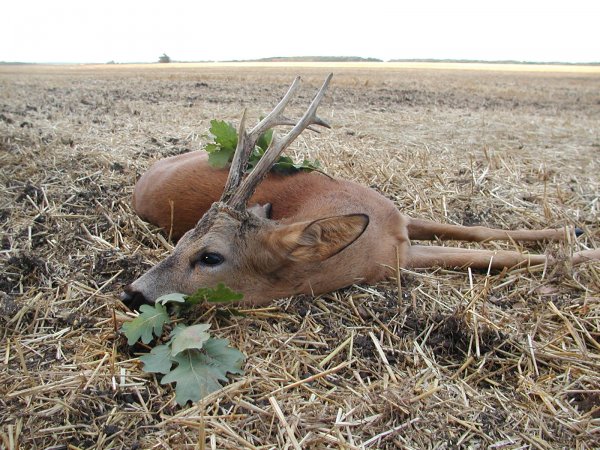 Proč košer? Proč halal? Proč vůbec něco?