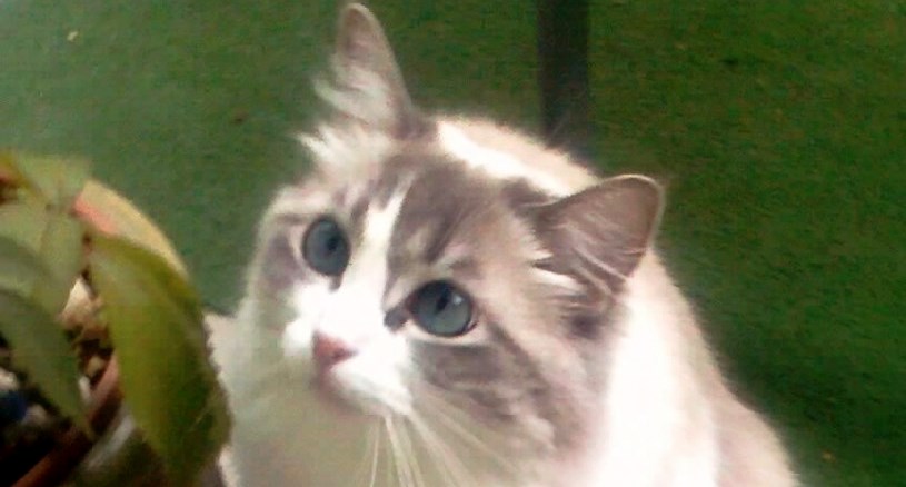 Nový domov
pro&nbsp;Mejdinku