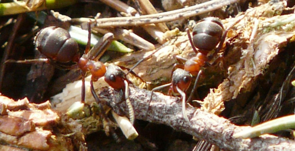 Moje energie: Les aneb
Po mravenčích stezkách