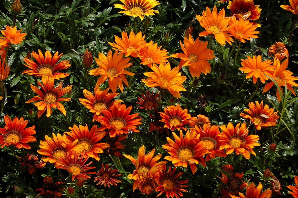 Seriál o letničkách: Gazánie