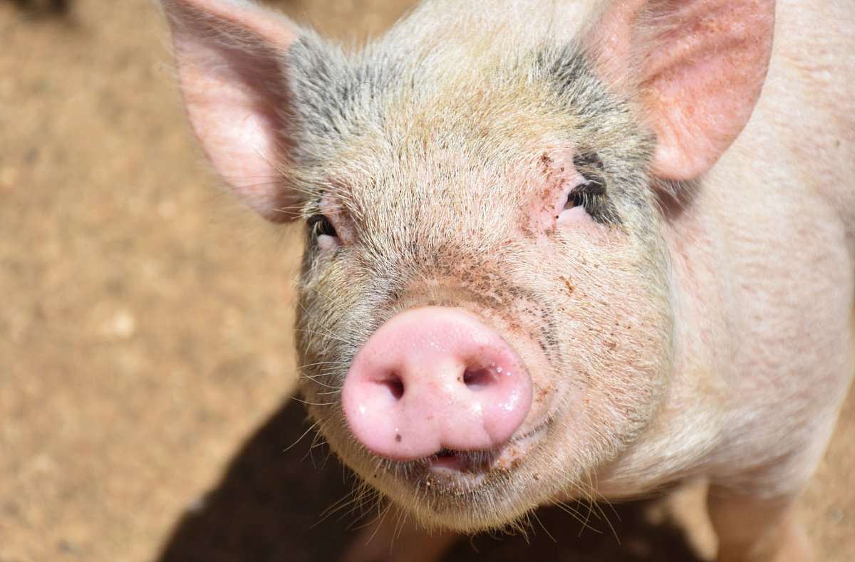 Pytel, který chrochtal