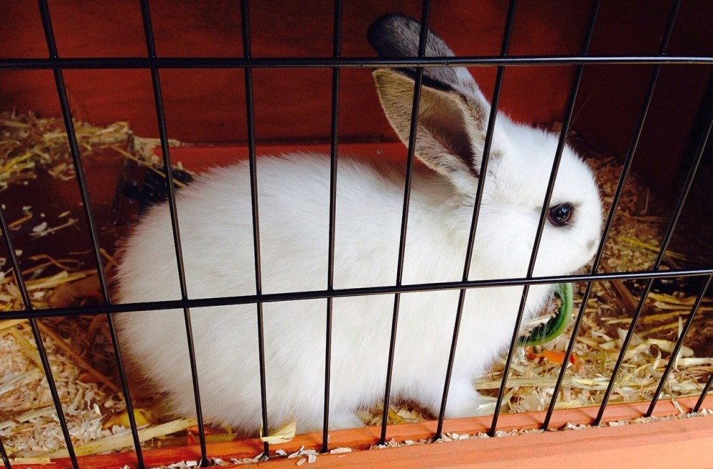 Causa Králík aneb Příběh
starostlivé hospodyňky