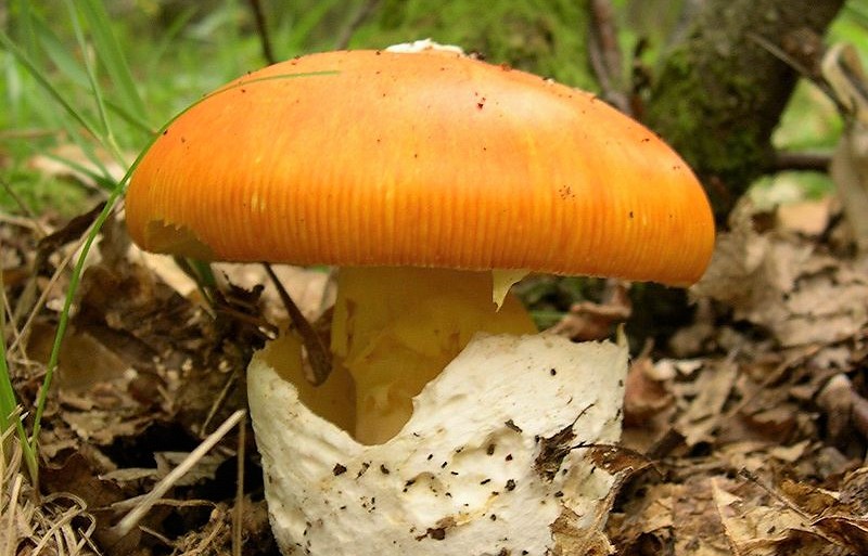 Muchomůrky. Jedlé a výtečné