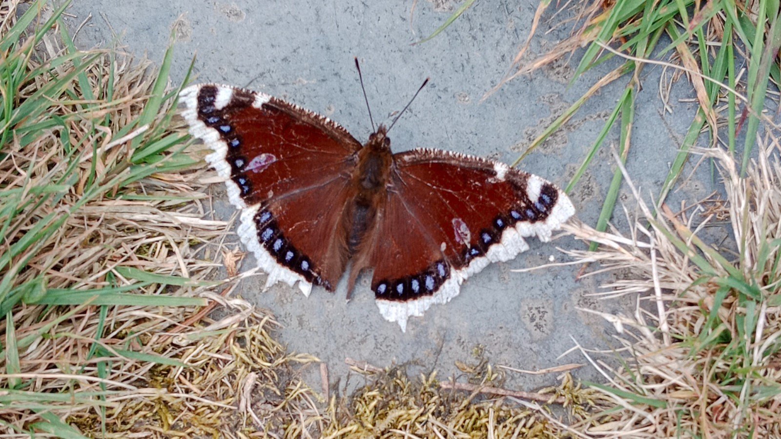 Nádherná babočka osiková 