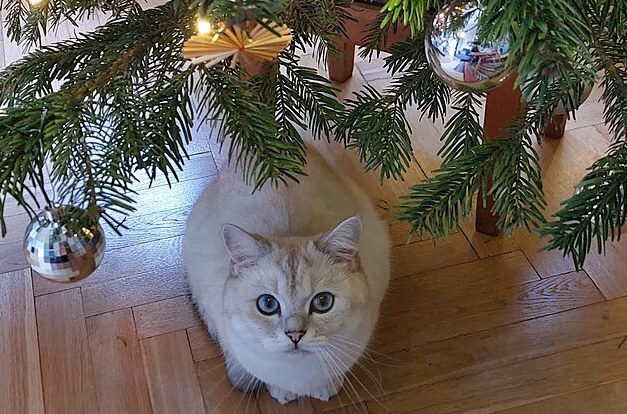 Před vánocemi to houstne