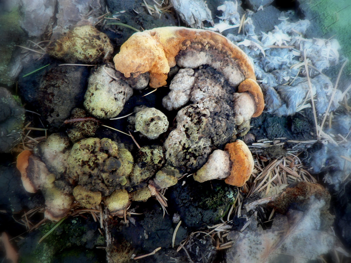 Podzimní fotohádanka