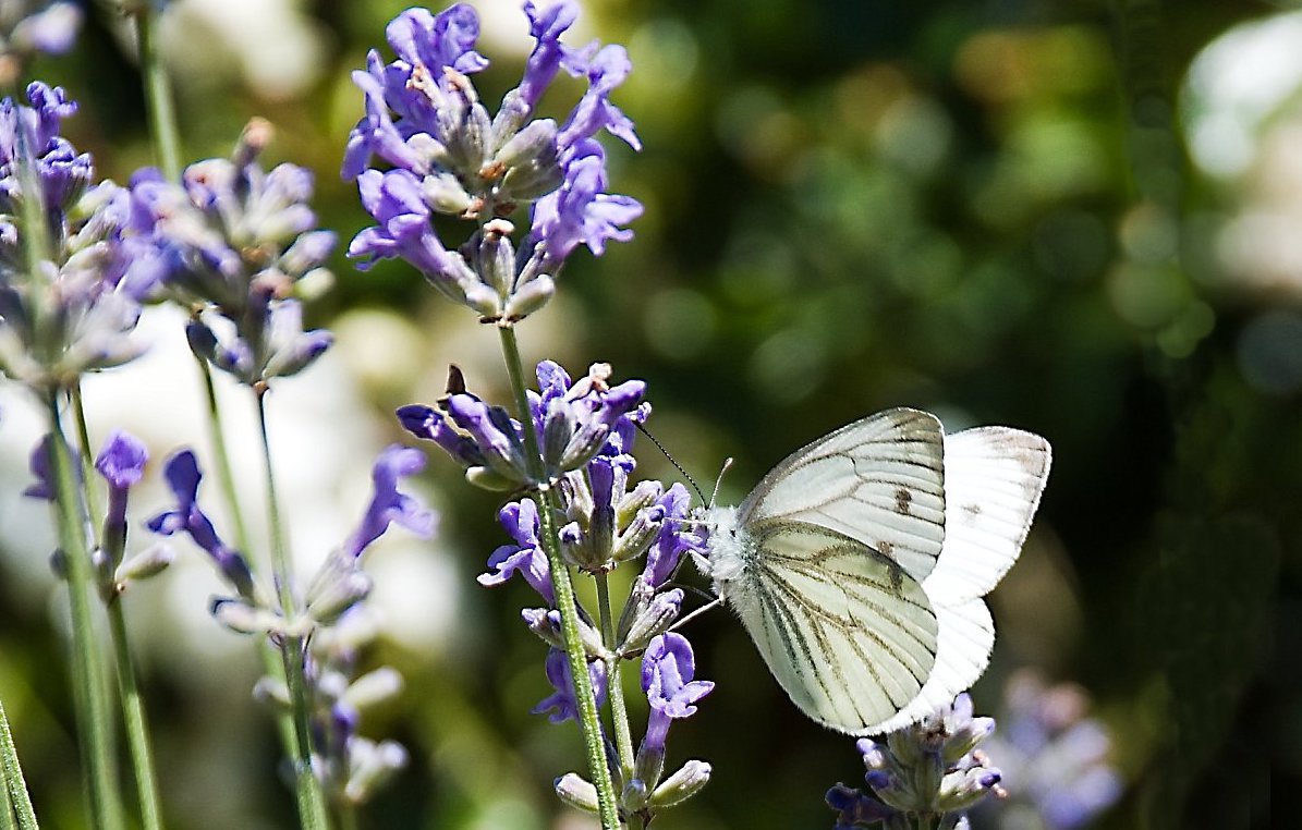 Zahrady, které prošly mým životem