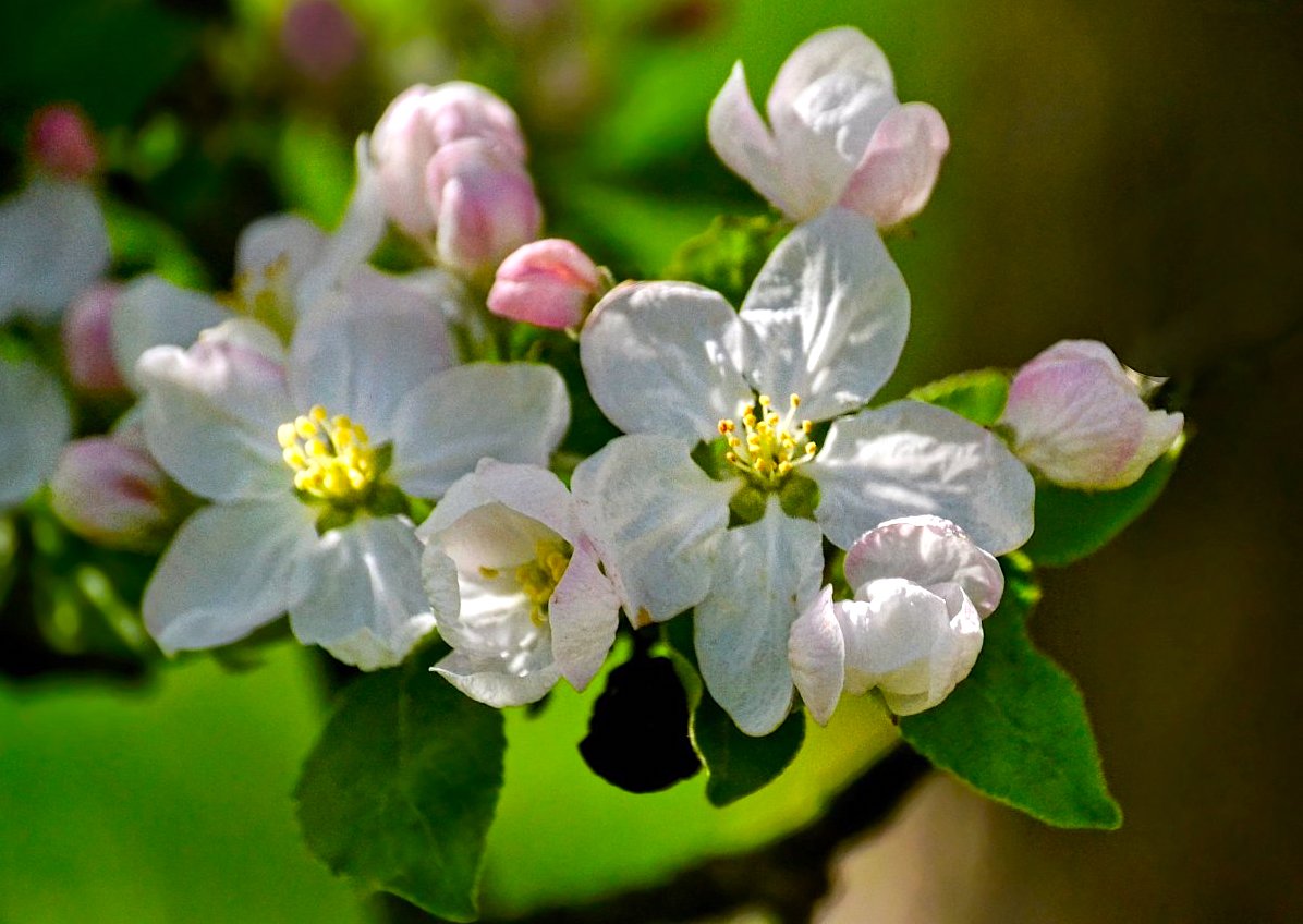 Fotoreportáž: Jarní květy ze zahrady 2025