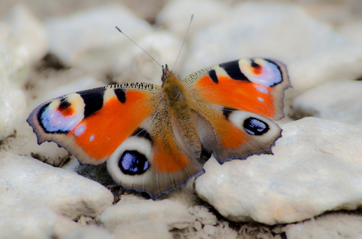 Motýlci pana Svátka