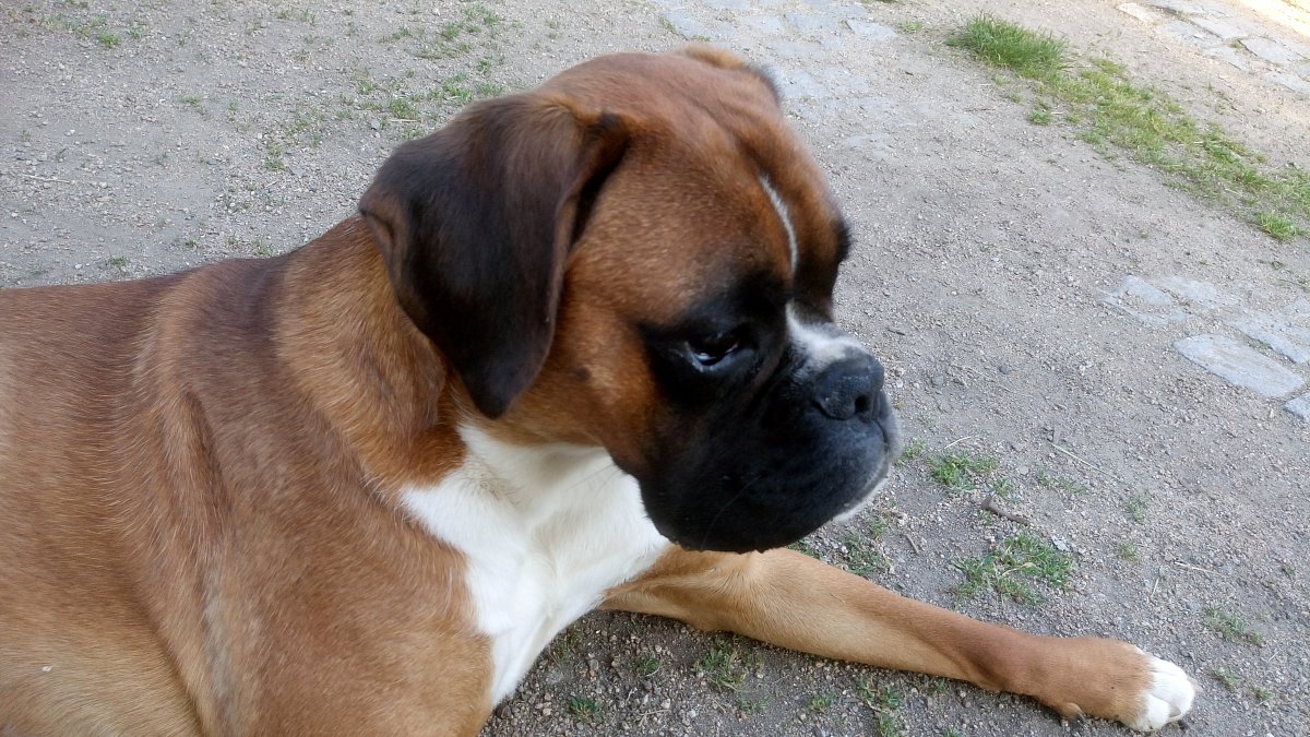 Jmenuji se Albert IX.