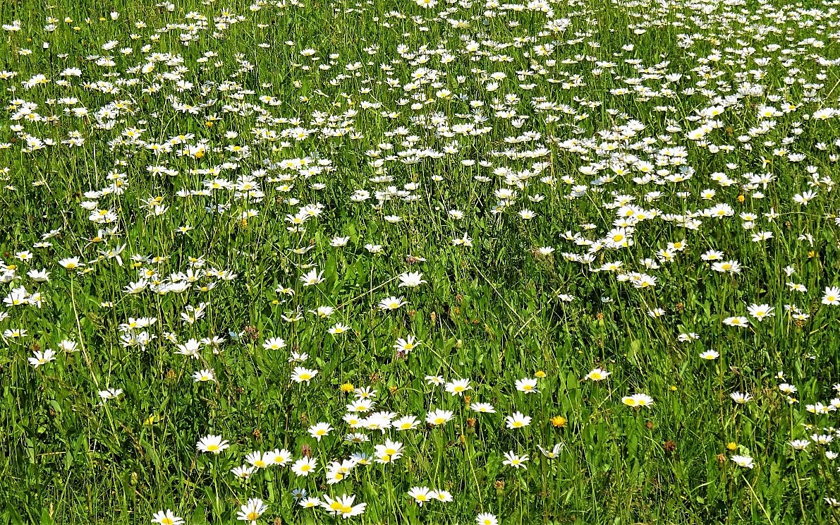 Narozeninové rozjímání