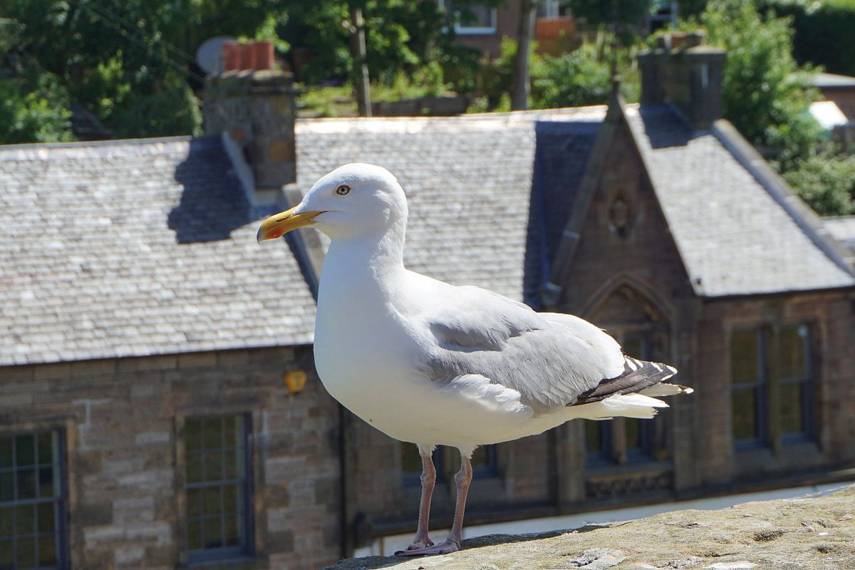 Vzpomínka na Skotsko (2. část - Zastavení cestou na sever)