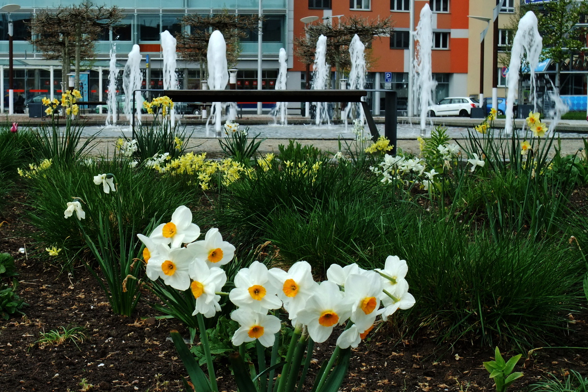 Fotopříběh: Jaro před  královehradeckým nádražím