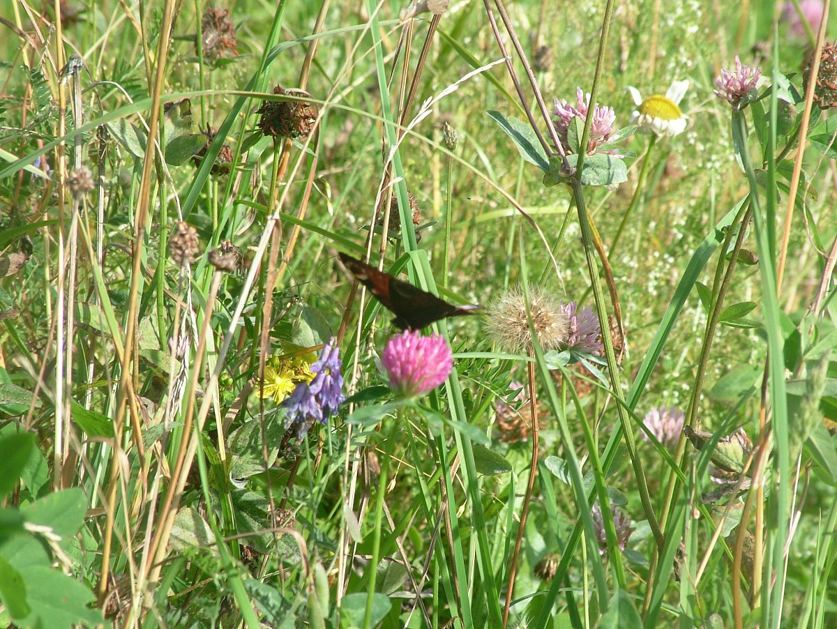 DSCF8516.JPG