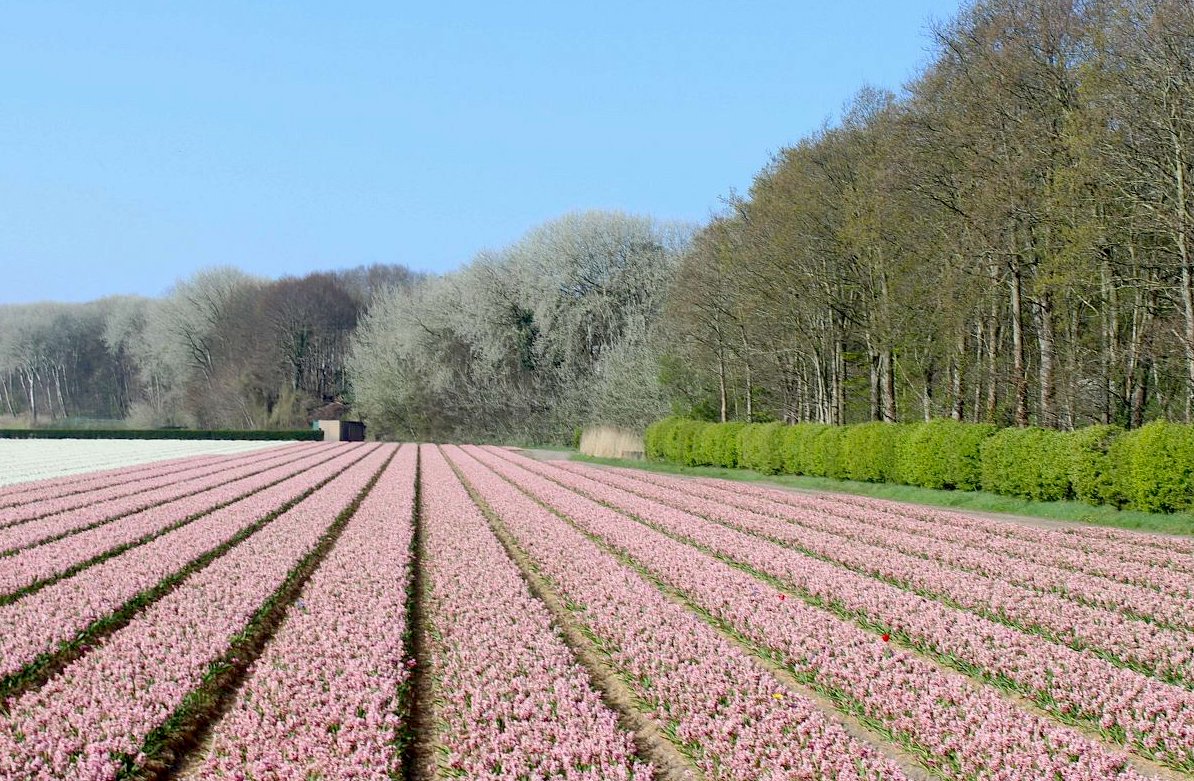 Nizozemsko nebo Holandsko? - část 3.