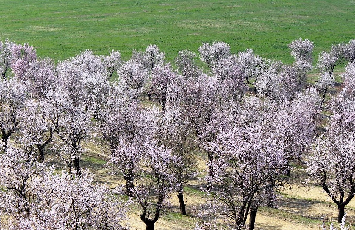 FOTO DNE 19.3.: Marie Měchurová - Mandloně v Hustopečích