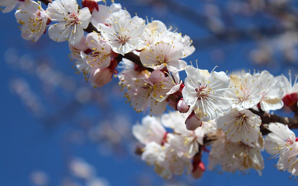 Fotoreportáž: Když rozkvetou mandloně