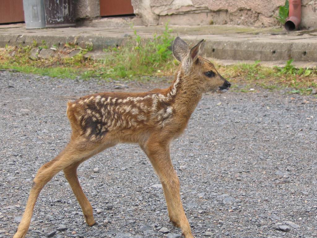 Záchrana zvířecího tvorečka