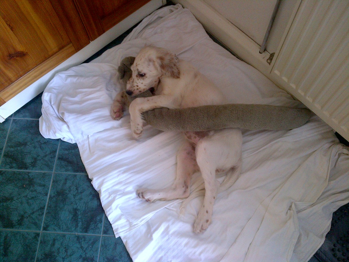 Zvířata a já:  Pes versus vnoučata