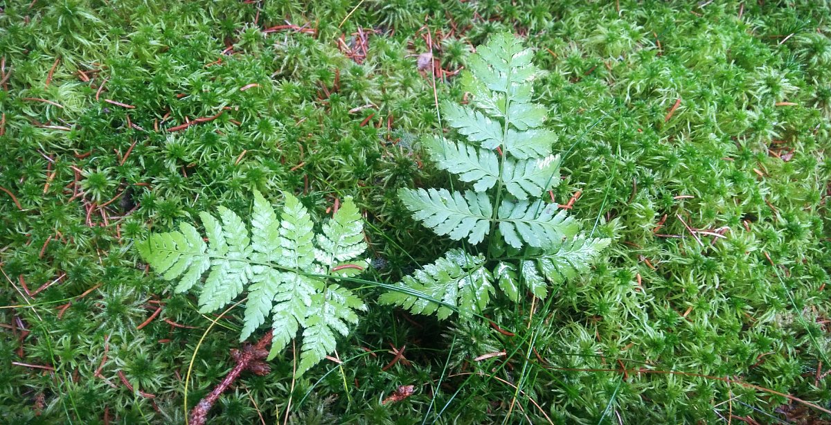 V horách Krušných