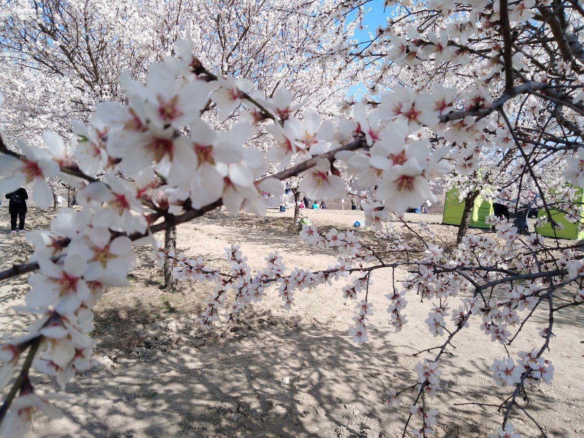 Slavnosti vína a mandloní