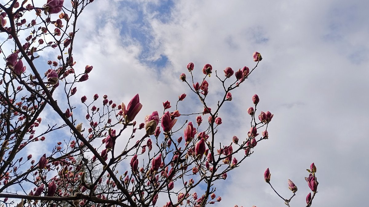 Kvetly už za dinosaurů ...