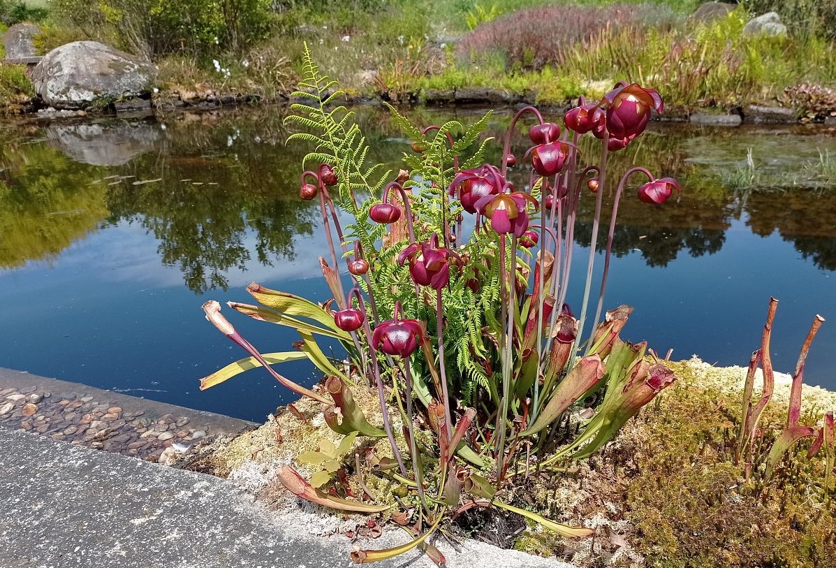 Botanická zahrada a arboretum v Brně