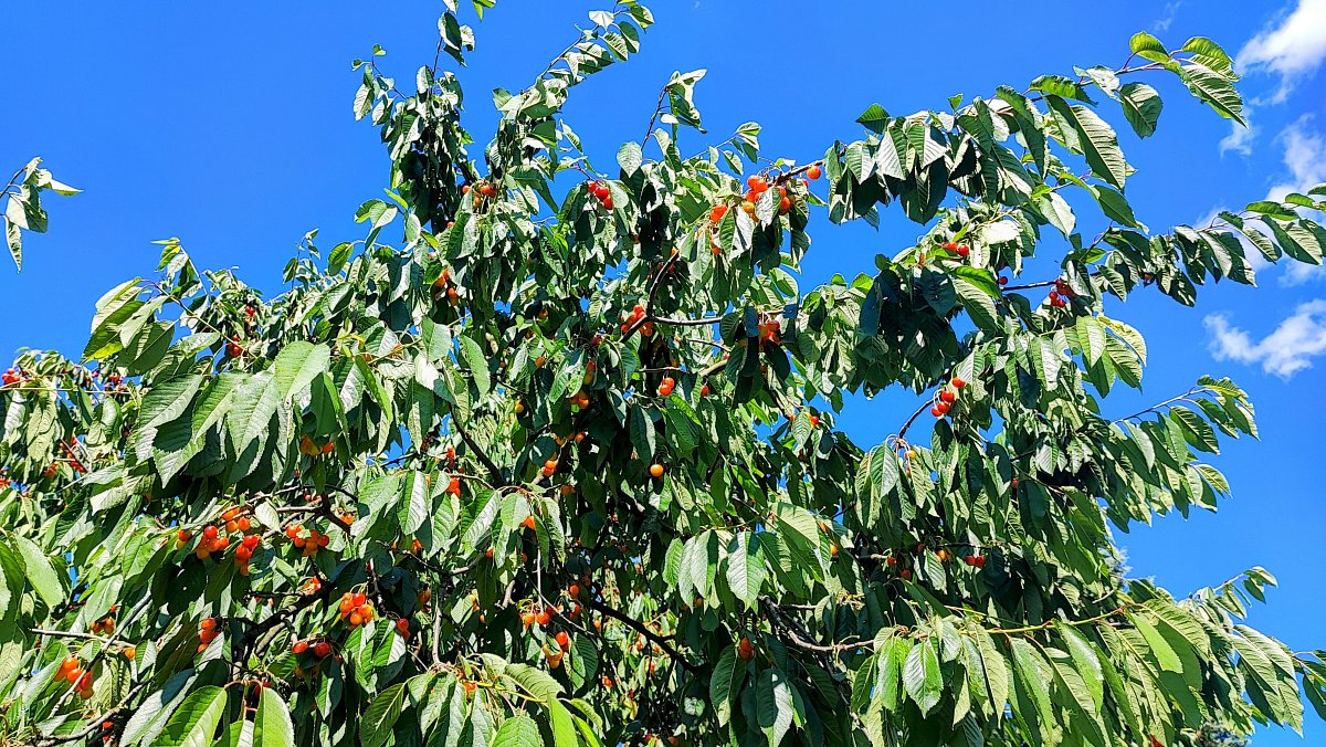 Komu se nelení, tomu se zelení