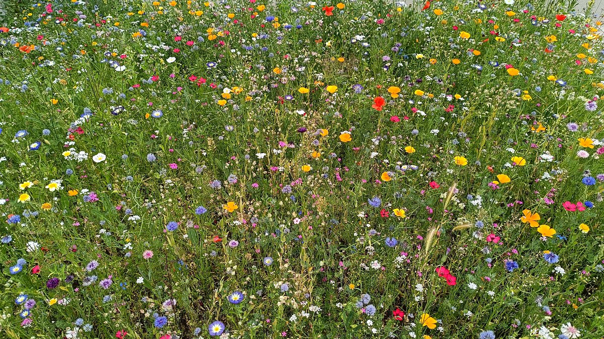 Co mám ráda na létu 