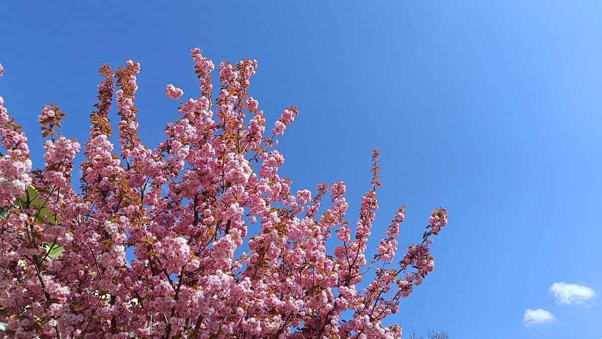 Je to v háji /o máji