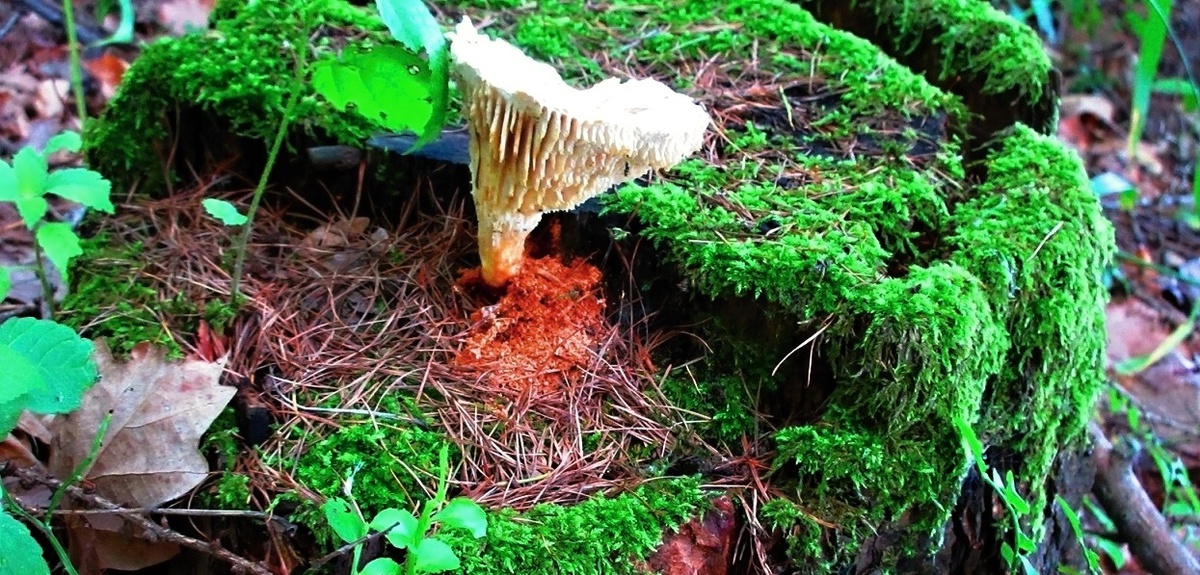 Prázdninová reportáž o výšlapu na hrad Sukoslav