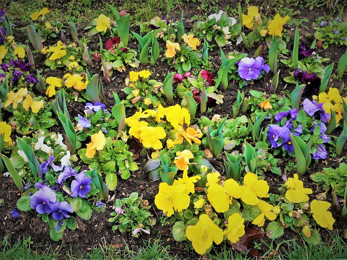 Předpověď na  BŘEZEN  podle znamení zvěrokruhu
