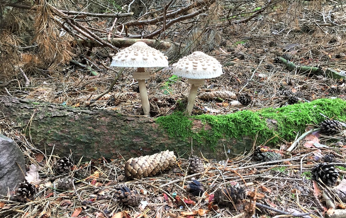 Podzimní soutěžení na portále i60