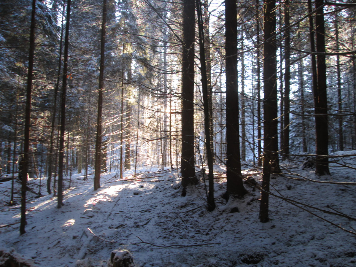 Fotoreportáž: Jak jsme na Šumavě hledali slunce