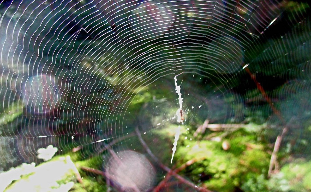 Letní snění: Ztráta