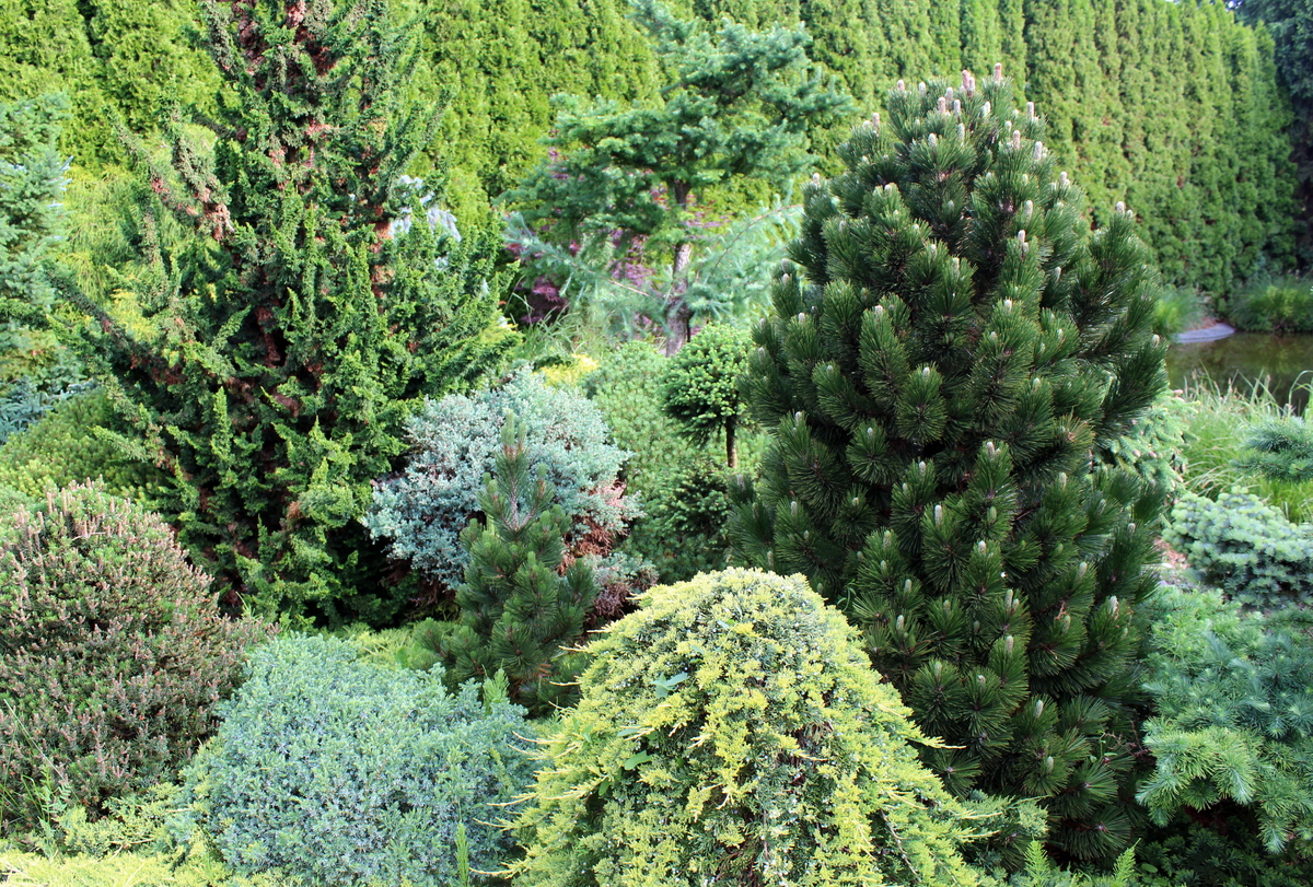 Tip na výlet: obec Jalubí, kde v zahradnictví pěstují Čarověníky