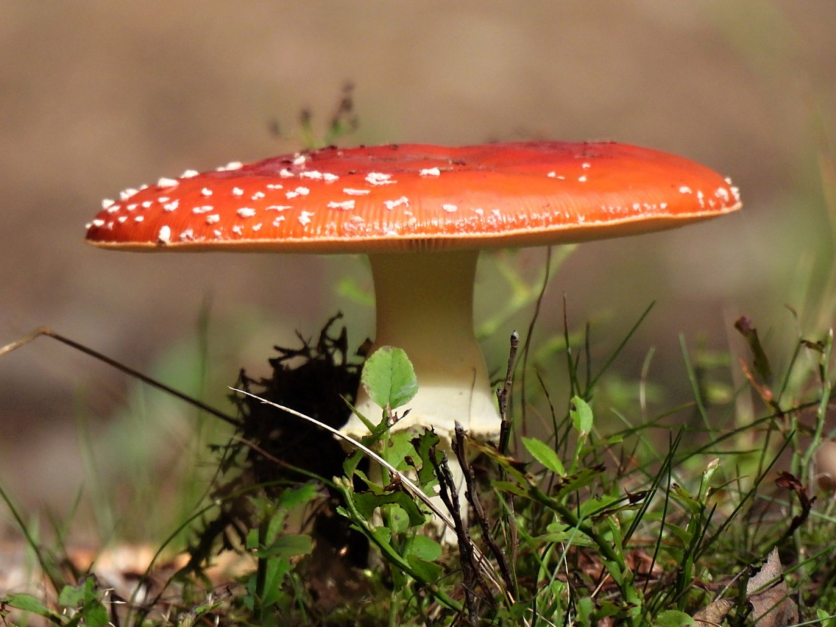 Fotoreportáž: V lese na jehličí