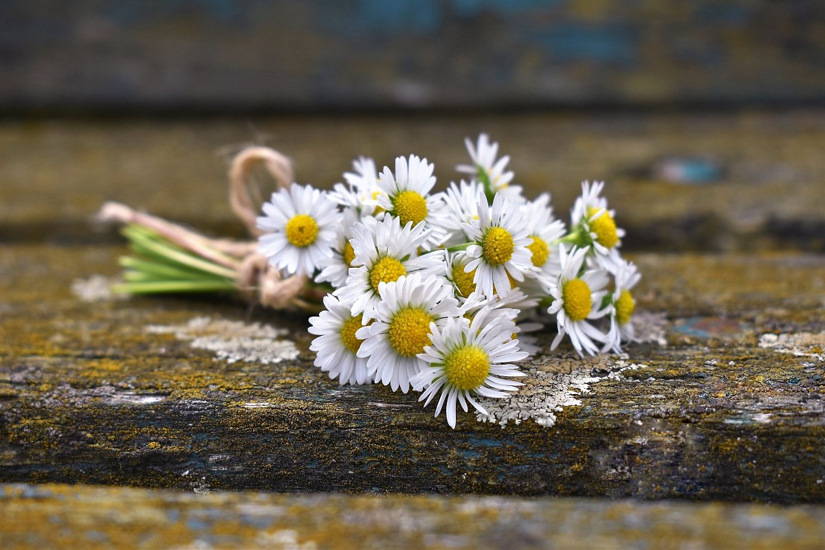 Lenka Měkotová - Letní kytička pro potěšení.jpg