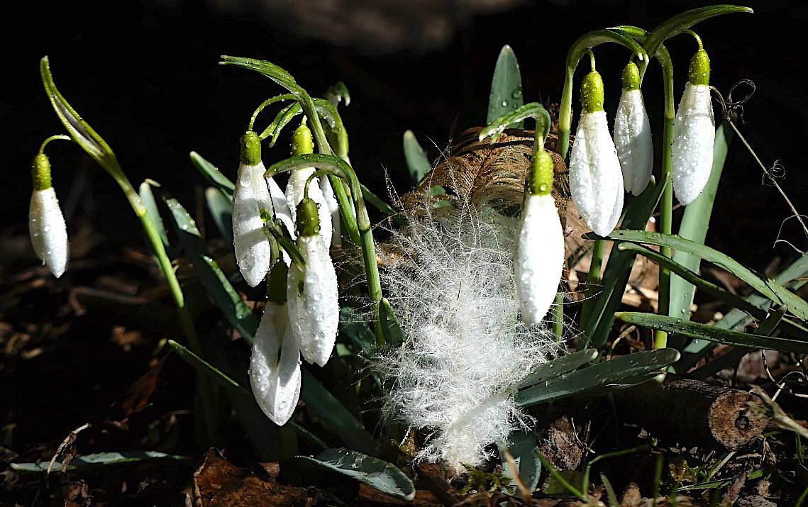 FOTO DNE 3.3:: Libuše Heulerová - Slavnosti sněženek