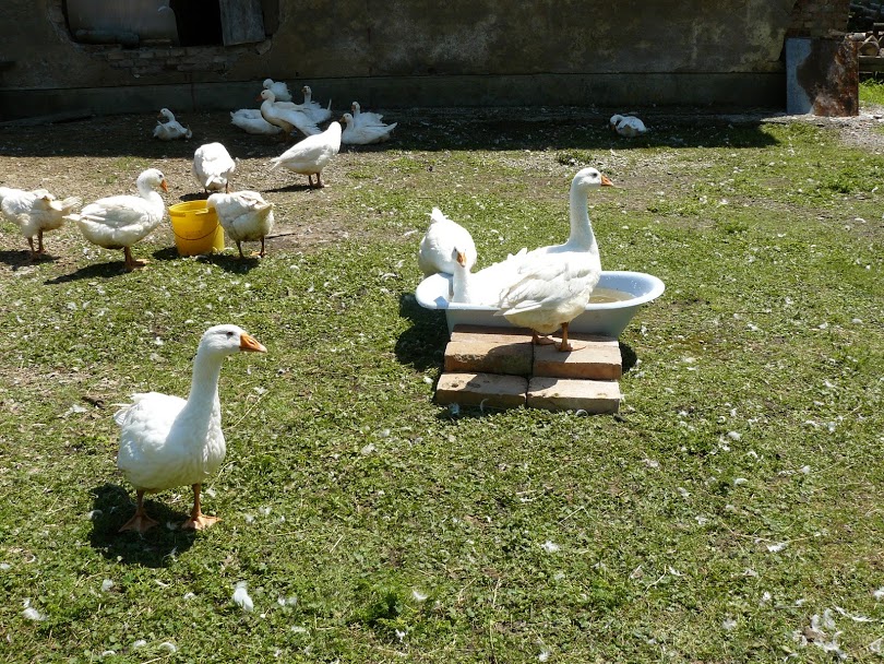 Bude podzim, blíží se sv. Martin