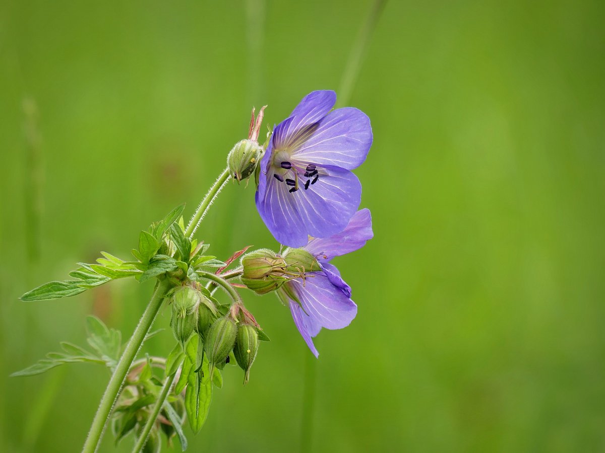 Kakost luční - geranium pratense