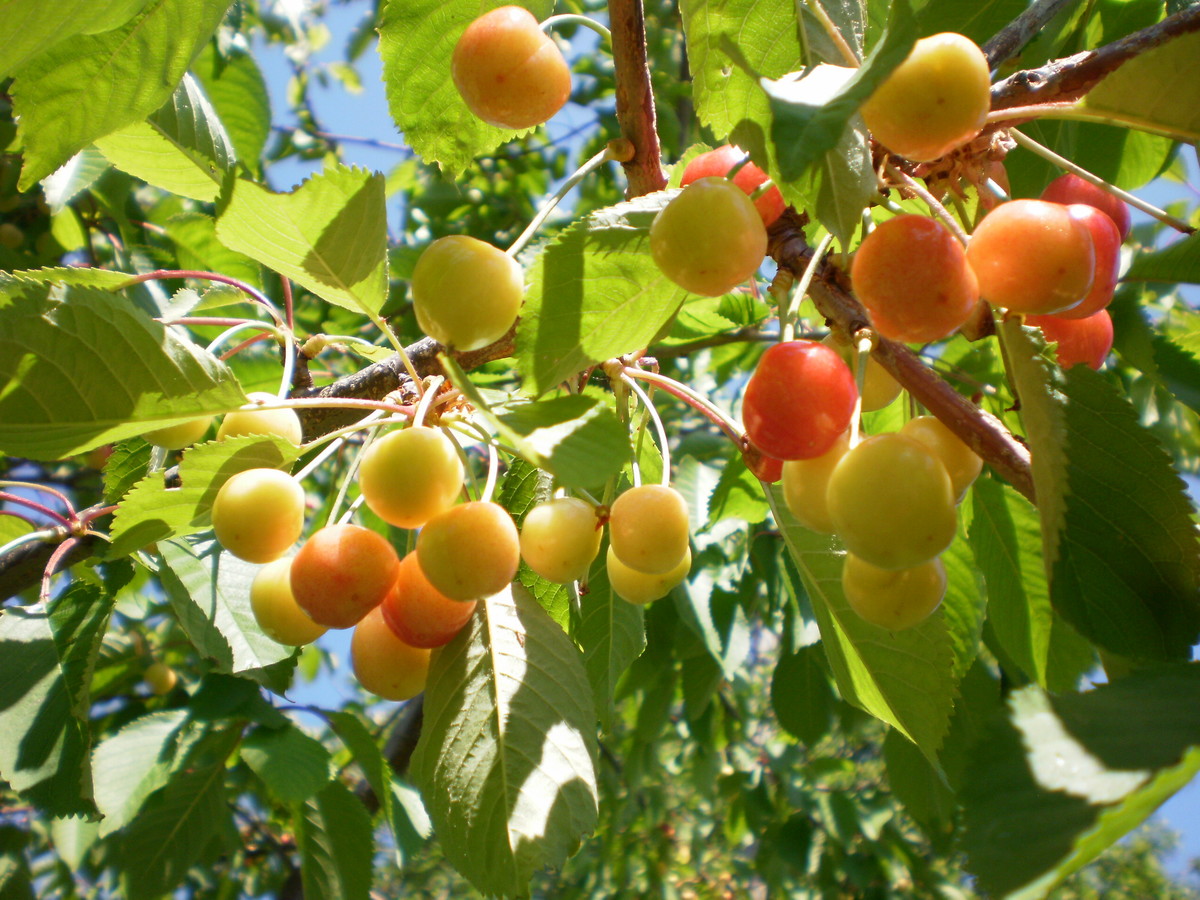 Loděnické třešně