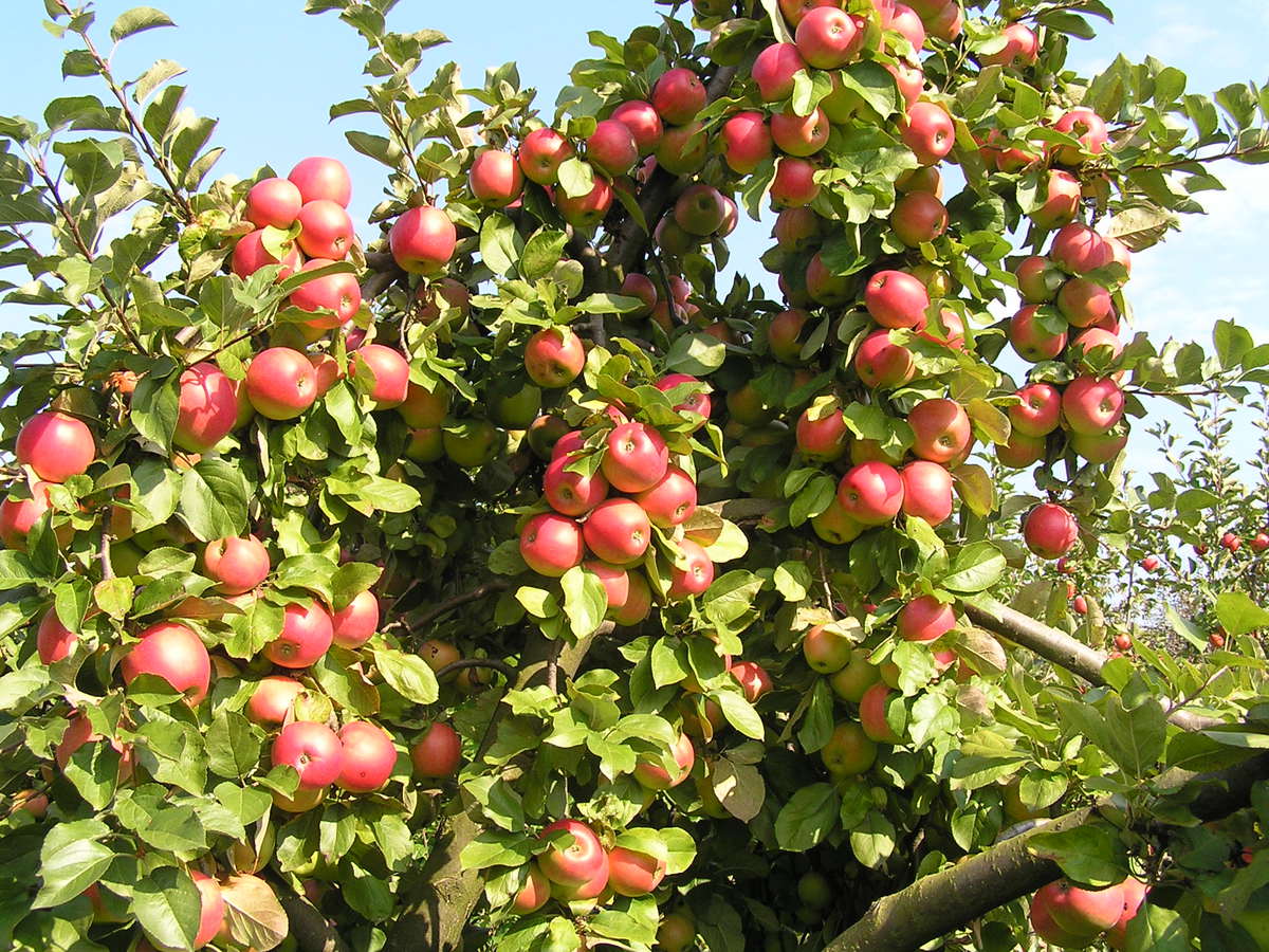 Co s menšími jablíčky?