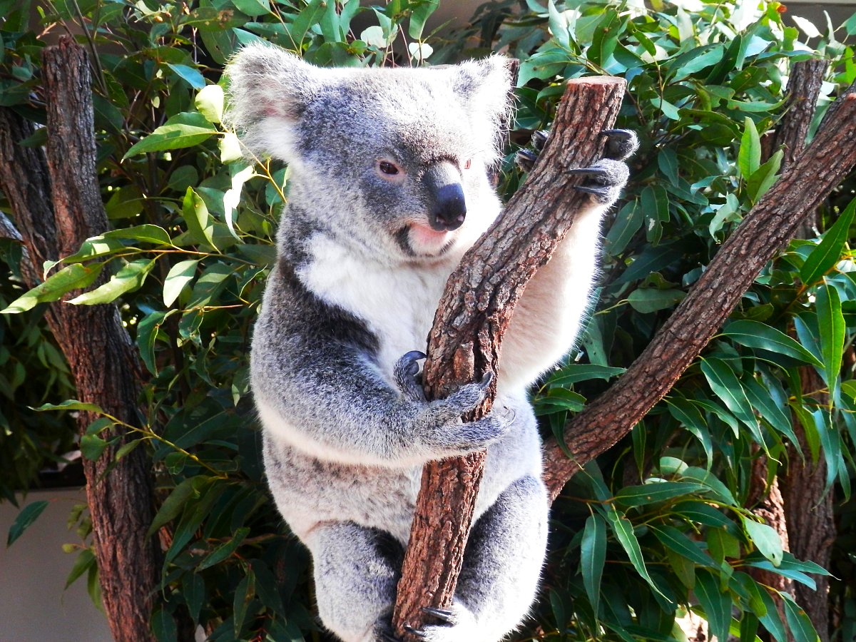 Queensland - putování tropickou Austrálií