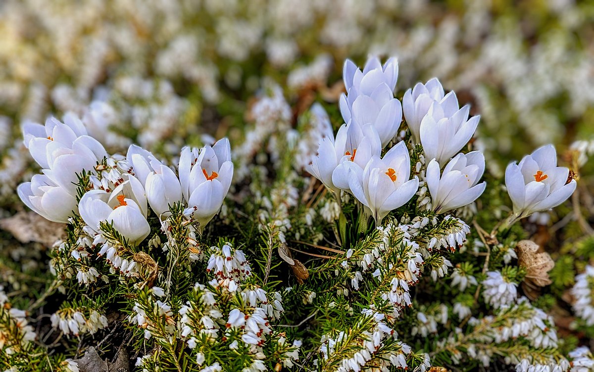 FOTO DNE 30.3.: Vlasta Ledlová - Z Dendrologické zahrady
