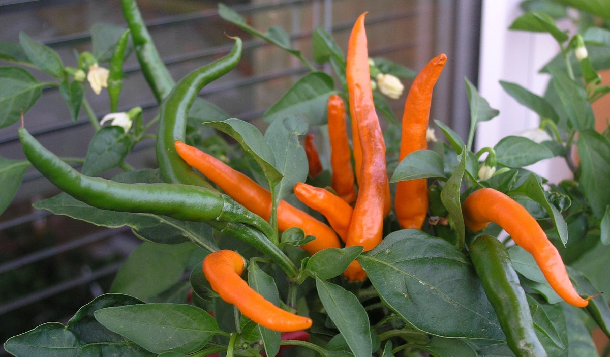 Paprika pálivá Kilián.JPG