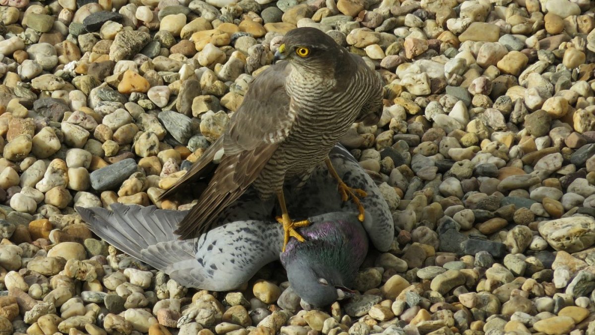 Zákony přírody platí všude – obvykle vyhrává ten silnější nebo chytřejší