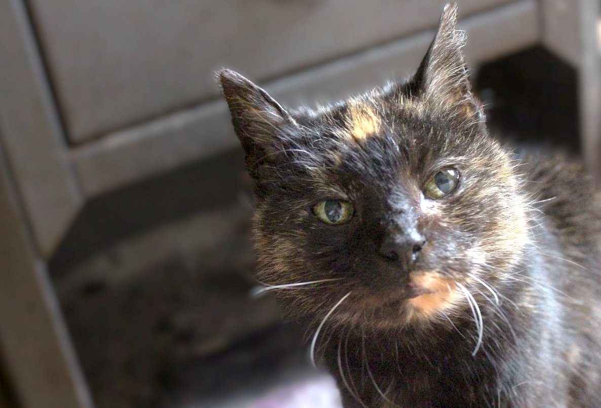 Naše kočka Rampepurda